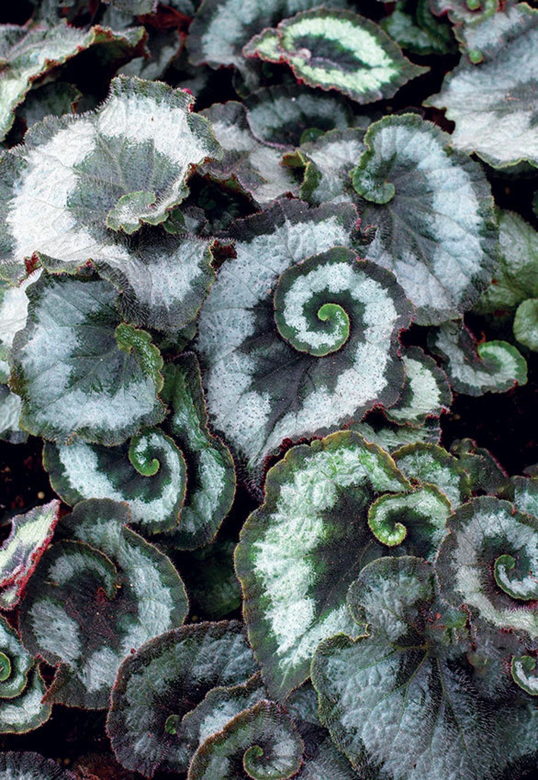 Begonia Escargot Starter Plant ALL STARTER PLANTS Require You to Purchase 2  Plants - Etsy