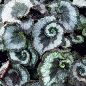 Begonia escargot Starter Plant (ALL STARTER PLANTS require you to purchase 2 plants!)