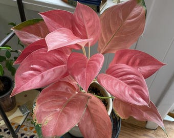Aglaonema Khanza Pink Starter Plant (ALL STARTER PLANTS Require You to  Purchase 2 Plants!) - Etsy