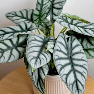 Planta de inicio Alocasia Silver Dragon **(¡TODAS las plantas requieren la compra de 2 plantas!)**