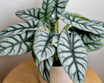 Alocasia Silver Dragon Aurea Variegated (1 Plantlet/bag