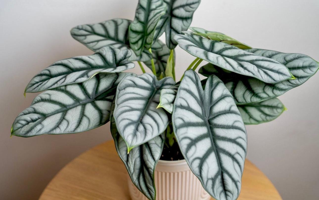 Alocasia Silver Dragon Starter Plant **(ALL Plants Require You to