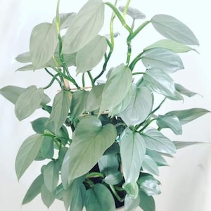 May include: A silver-leaved plant with long, trailing stems and heart-shaped leaves. The plant is potted in a white pot.