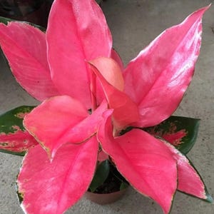 Aglaonema Pink Suksom starter plant **(ALL plants require you to purchase ANY 2 plants!)**