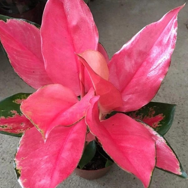 Aglaonema Pink Suksom 2” pot **(ALL plants require you to purchase ANY 2 plants!)**