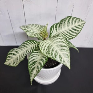 Aphelandra &quot;Snowflake&quot; Starter Plant (ALL STARTER PLANTS require you to purchase 2 plants!)