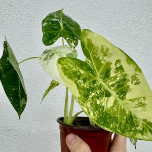Alocasia Variegated Frydek starter plant **all starters require the purchase of two plants**
