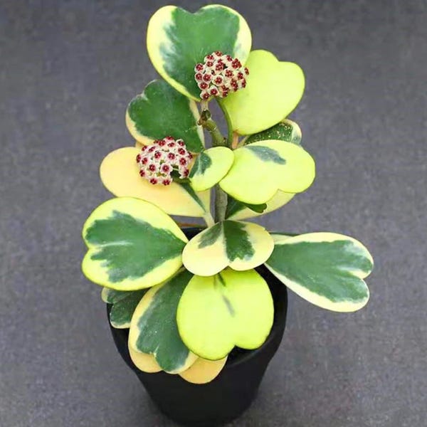 Hoya Kerrii inner variegated Starter Plant (ALL STARTER PLANTS require you to purchase 2 plants!)