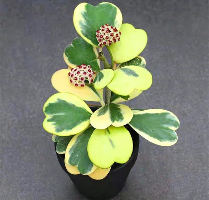SunshineGreens Hoya Kerrii Plant