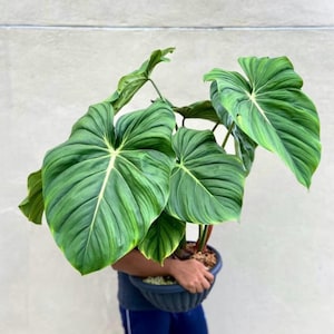 Planta de inicio Philodendron Dean McDowell (¡TODAS LAS PLANTAS DE INICIO requieren la compra de 2 plantas!)