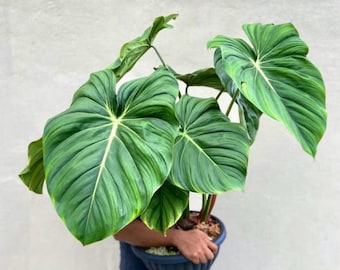 Philodendron Dean McDowell Starter Plant (ALL STARTER PLANTS require you to purchase 2 plants!)