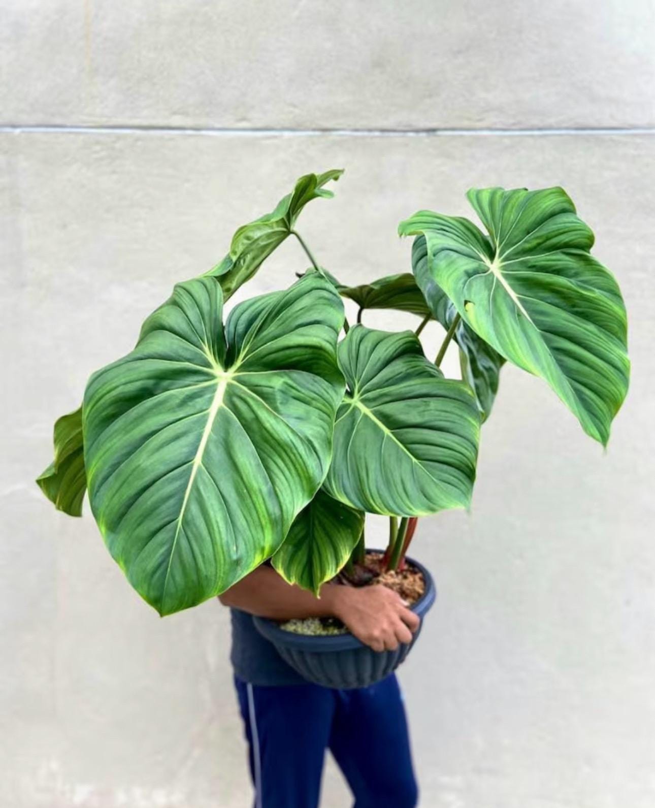 Philodendron Dean McDowell Starter Plant (ALL STARTER PLANTS require you to  purchase 2 plants!)