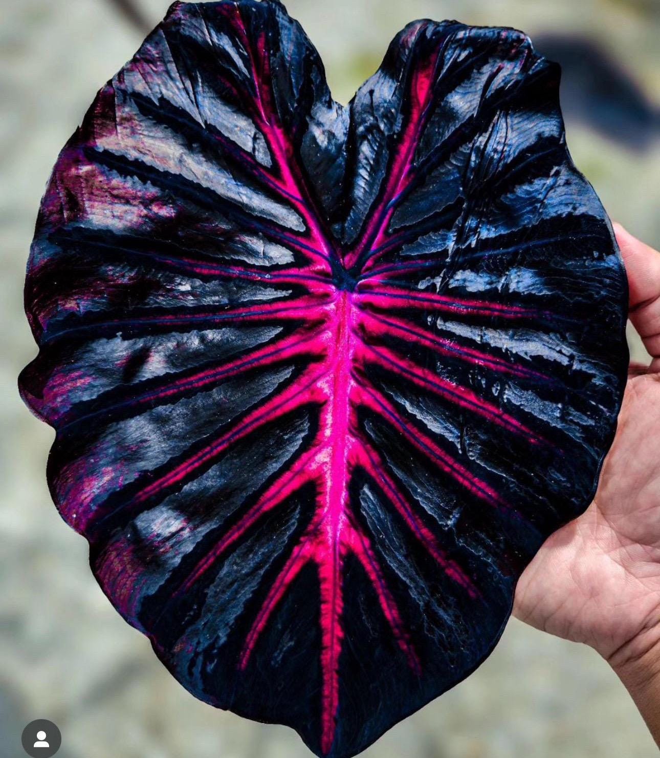 FREE Growers choice Colocasia starter plant! *please read description for  details!