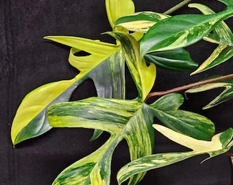 Variegated Philodendron Florida beauty green Starter Plant (ALL STARTER PLANTS require you to purchase 2 plants!)