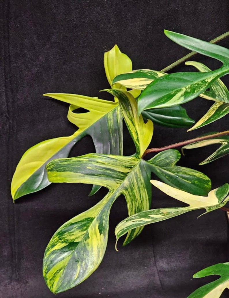 Variegated Philodendron Florida beauty green Starter Plant ALL STARTER PLANTS require you to purchase 2 plants image 1