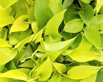 Neon Pothos Starter Plant (ALL STARTER PLANTS require you to purchase 2 plants!)