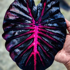 Planta de inicio Colocasia Redemption (¡TODAS LAS PLANTAS DE INICIO requieren la compra de 2 plantas!)