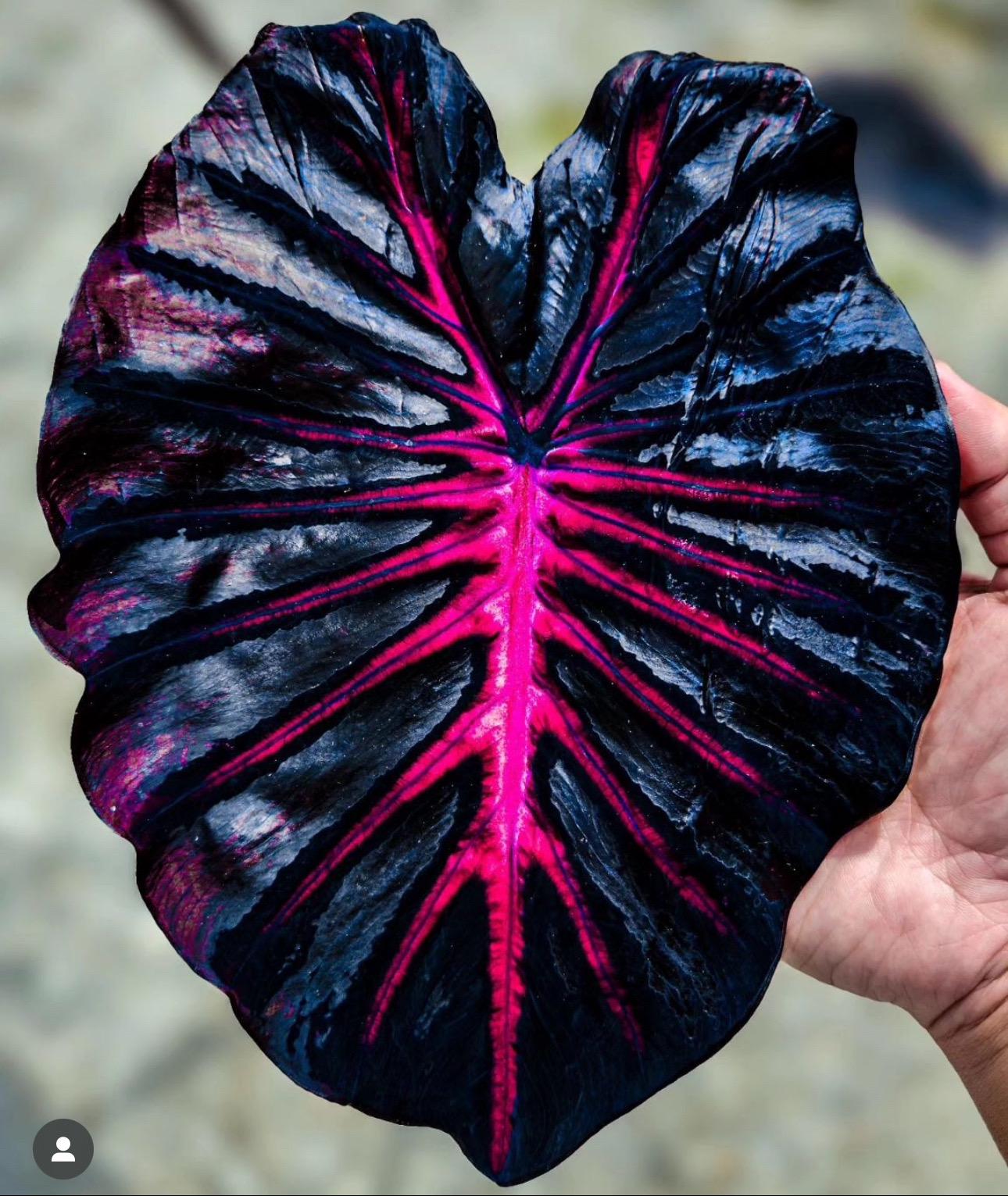 Colocasia Redemption Starter Plant (ALL STARTER PLANTS require you to purchase 2 plants!)