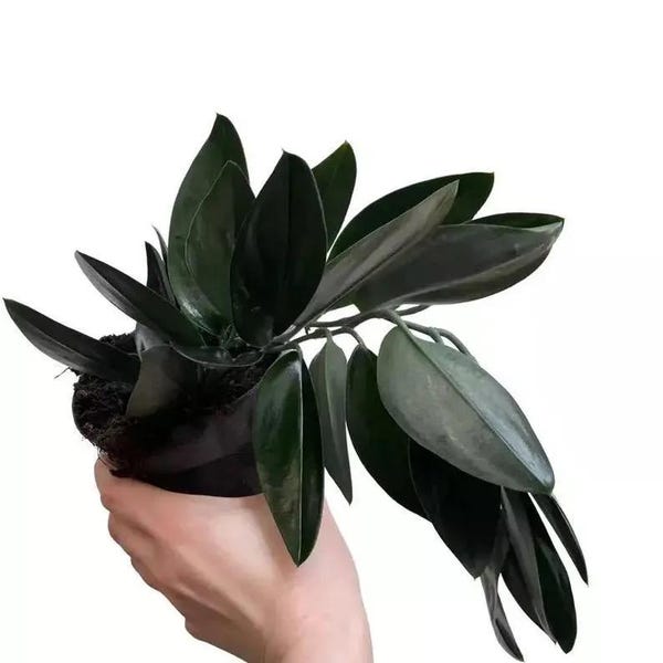 Scindapsus Treubii dark form Starter Plant (ALL STARTER PLANTS require you to purchase 2 plants!