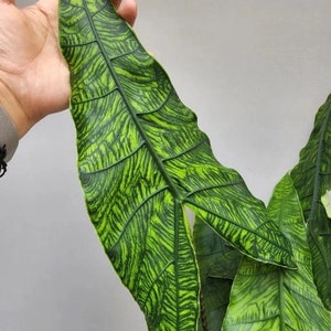 Alocasia Zebrina reticulata Starter Plant (TOUTES LES PLANTES DE DÉMARRAGE nécessitent que vous achetiez 2 plantes !)