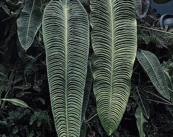 その他観葉植物 Anthurium veitchii narrow big Anthurium Veitchii 2” Pot (ALL PLANTS Require You to Purchase 2