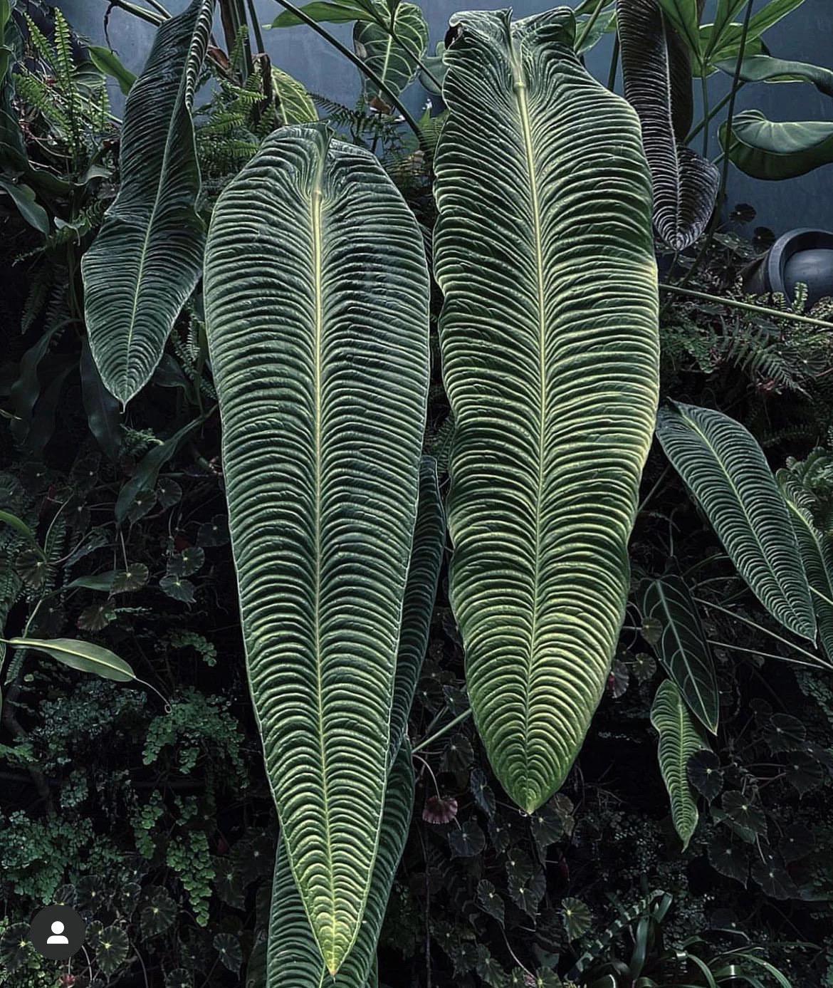 Anthurium Veitchii 2” Pot (ALL PLANTS Require You to Purchase 2