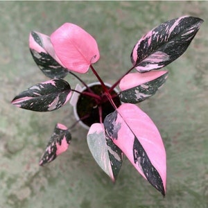 New Philodendron black cherry Pink Princess Starter Plant (ALL STARTER PLANTS require you to purchase 2 plants!)