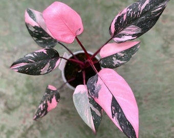 New Philodendron black cherry Pink Princess Starter Plant (ALL STARTER PLANTS require you to purchase 2 plants!)