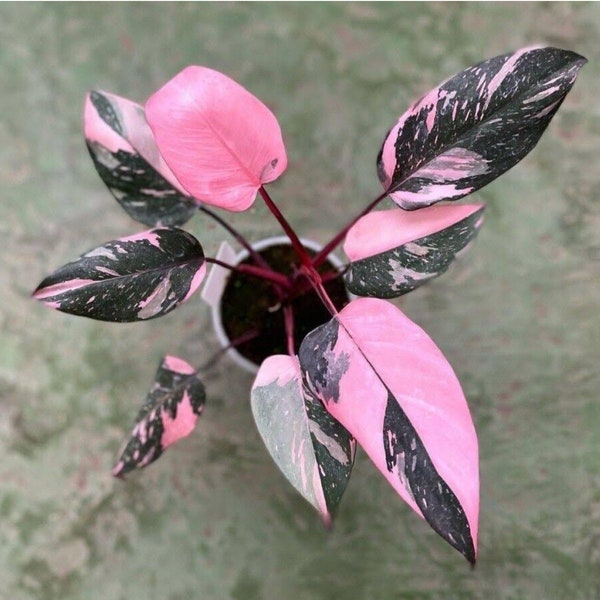 New Philodendron black cherry Pink Princess Starter Plant (ALL STARTER PLANTS require you to purchase 2 plants!)