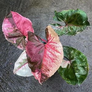 White Ice Princess Philodendron - Etsy