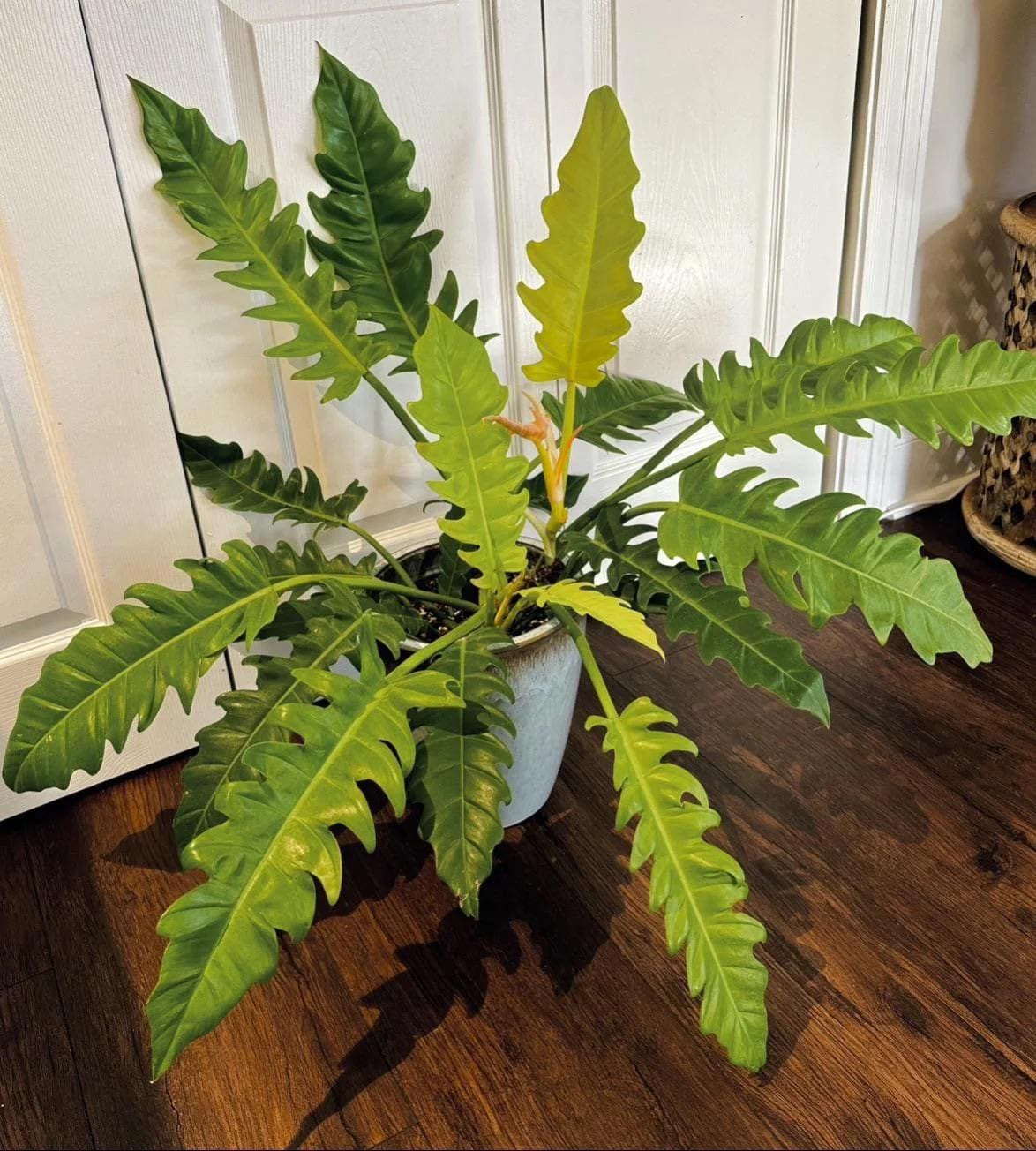 billietiae philodendron Billietiae Philodendron