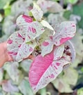 Syngonium Milk Confetti starter plant **(ALL plants require you to purchase ANY 2 plants!)**