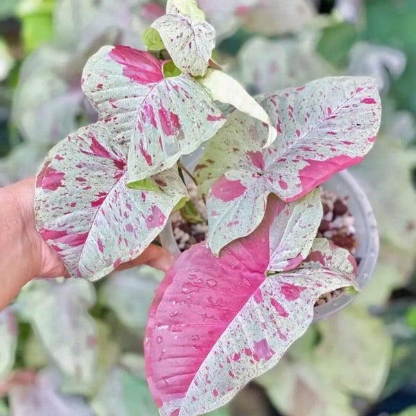 Planta de inicio Syngonium Milk Confetti **(¡TODAS las plantas requieren la compra de 2 plantas!)**