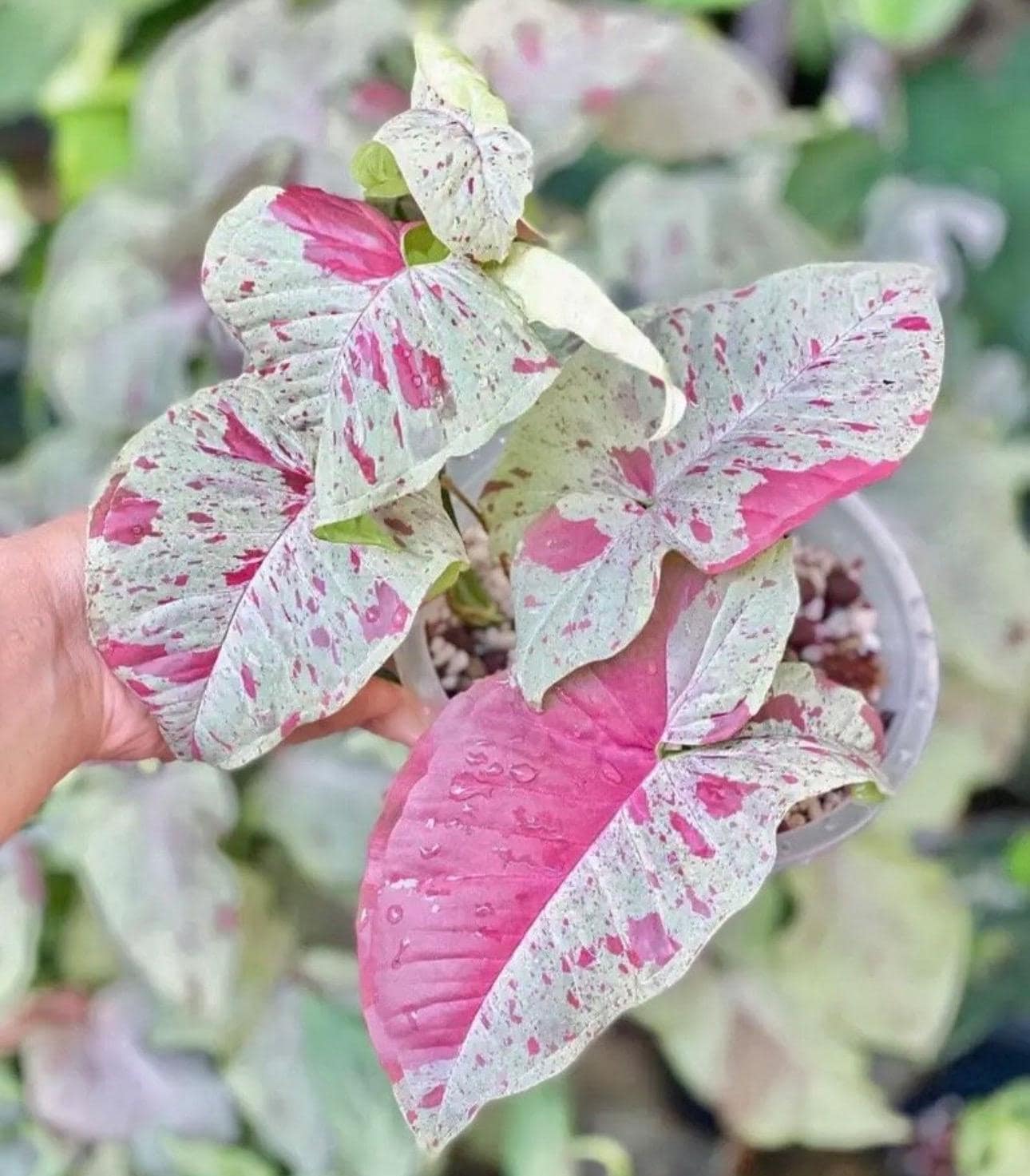 Syngonium Milk Confetti starter plant **(ALL plants require you to purchase ANY 2 plants!)**