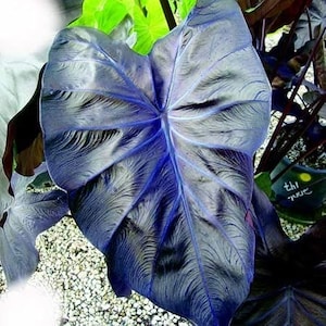 Colocasia Black Coral Starter Plant (ALL STARTER PLANTS require you to purchase 2 plants!)