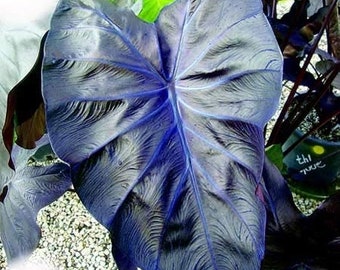 Colocasia Black Coral Starter Plant (ALL STARTER PLANTS require you to purchase 2 plants!)