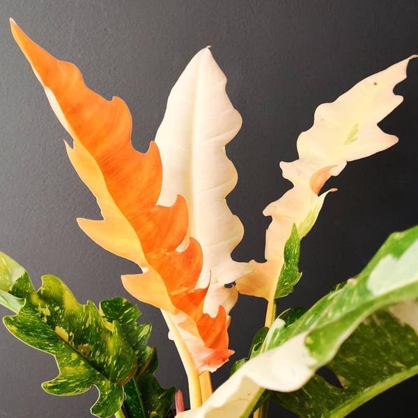 Philodendron ring of fire 4” plant **(ALL plants require you to purchase ANY 2 plants!)**