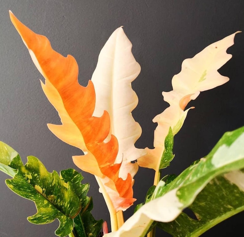 SunshineGreens Philodendron Ring of Fire