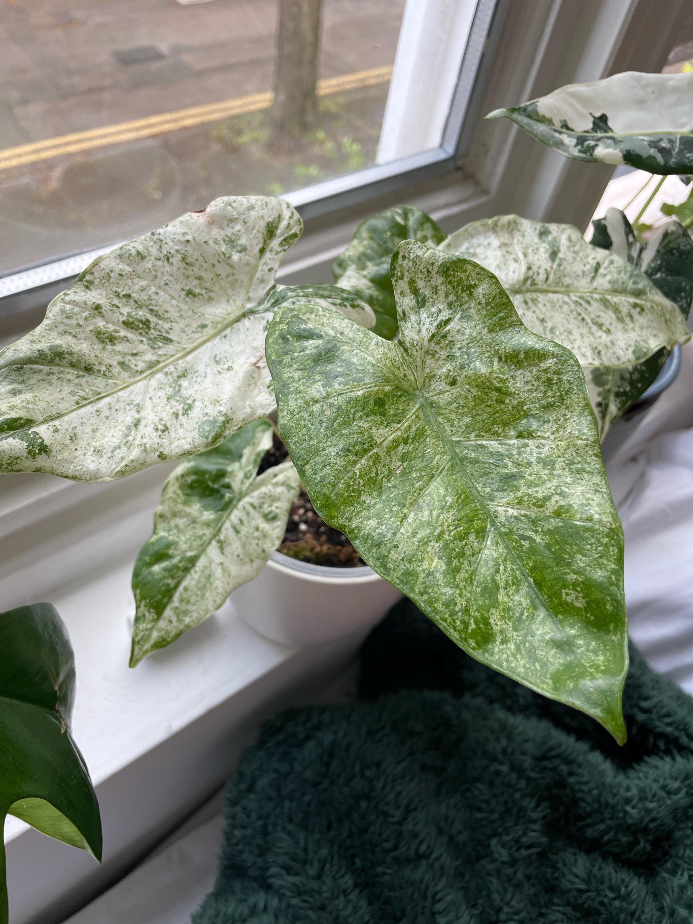 Alocasia Blizzard 2” Pot (ALL STARTER PLANTS Require You to