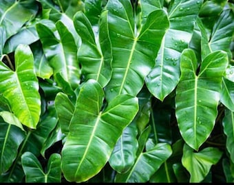 philodendron white princess Starter Plant (ALL STARTER PLANTS require you to purchase 2 plants!)