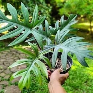 Philodendron Mayoi starter plant (all starter plants require you to purchase two plants, any two plants)