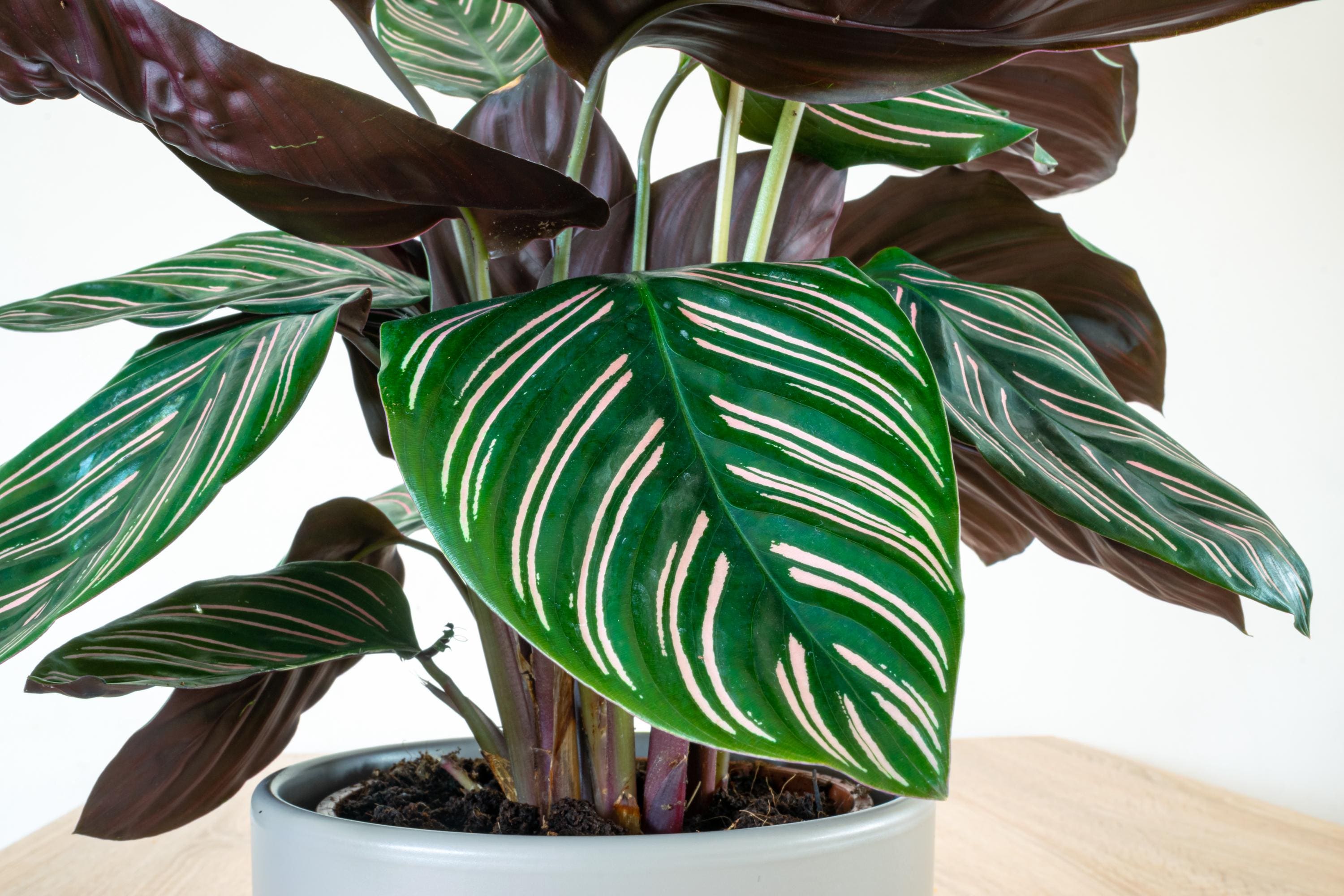 Calathea Ornata Pinstripe Starter Plant **(ALL Plants Require You to  Purchase ANY 2 Plants!)** - Etsy