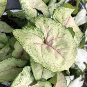 Syngonium bright allusion Starter Plant (ALL STARTER PLANTS require you to purchase 2 plants!