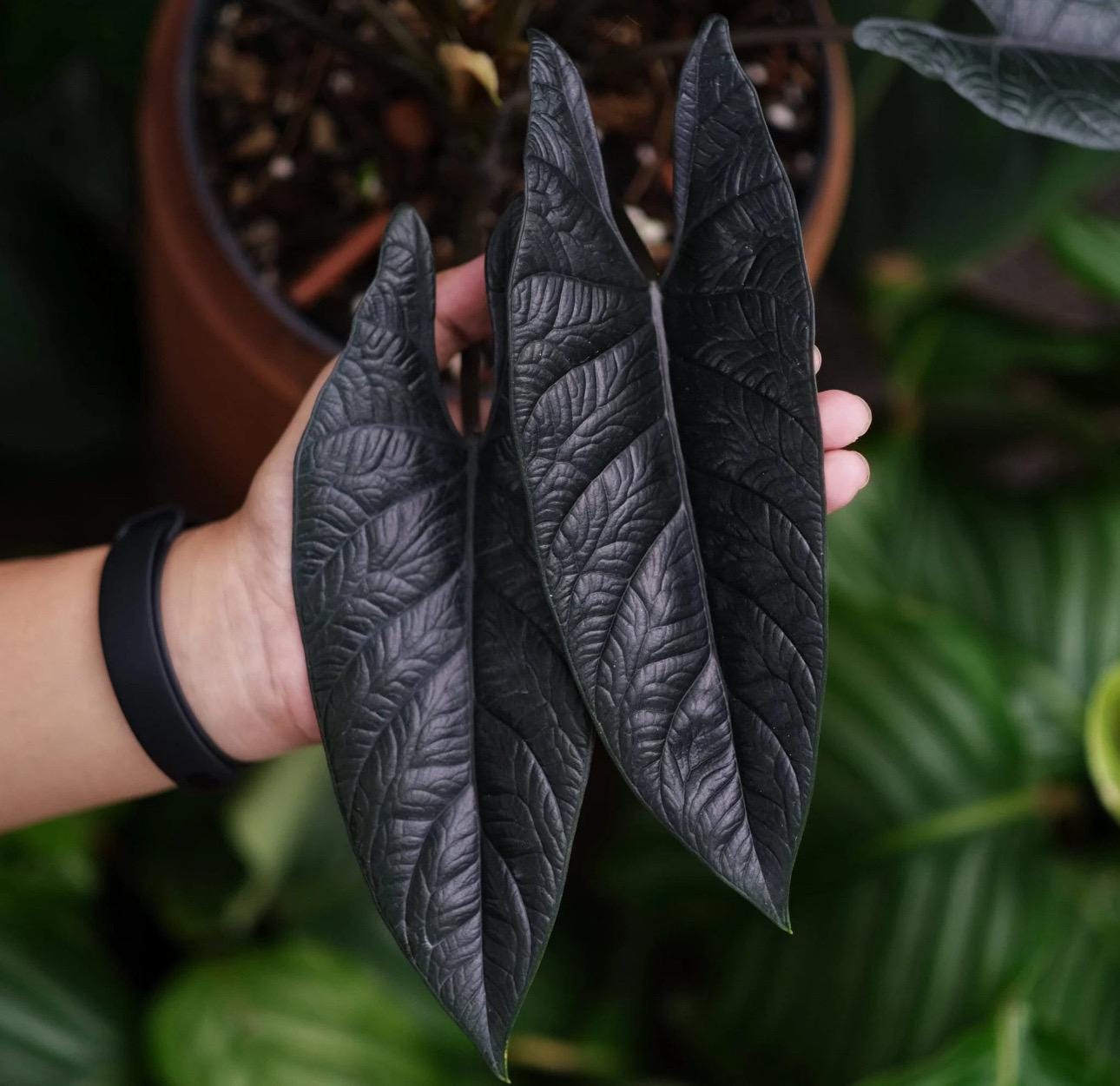Alocasia Scalprum RARE 2” plant **(MUST purchase ANY 2 plants to complete order!)**