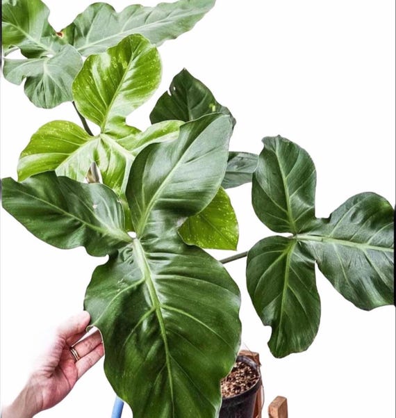 philodendron barrosoanum Starter Plant (ALL STARTER PLANTS require you to  purchase 2 plants!)
