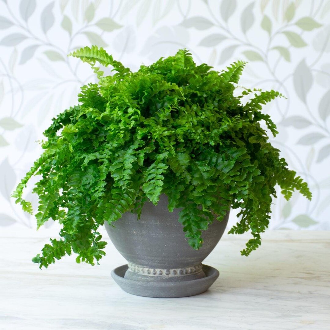 potted plant wall hanger Corner Wall Mounted Hanging Planter Self Watering Triangle Plastic Flower  Pot Decorative Modern Plant Vase Container Holder for Succulent Cactus main image 0