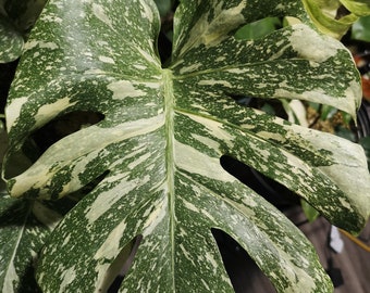 Monstera Thai Constellation (scratch and dent) **All starter plants require you to purchase two**