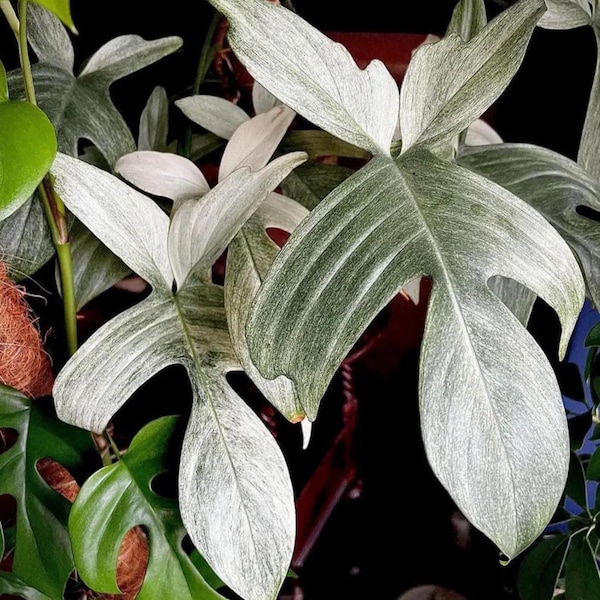 Philodendron White Ghost Starter Plant (ALL STARTER PLANTS require you to purchase 2 plants!)