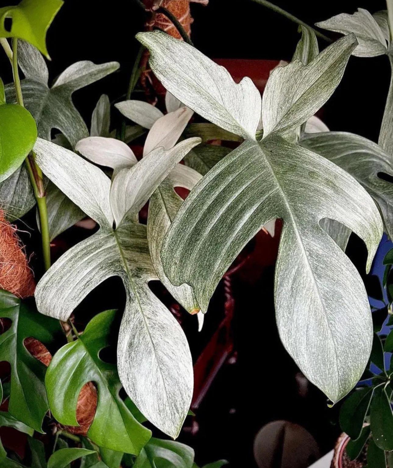 philodendron ruizii Philodendron Ruizii x Patriciae