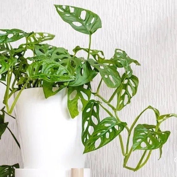 Monstera Vining Adansonii Starter Plant (ALL STARTER PLANTS require you to purchase 2 plants!)